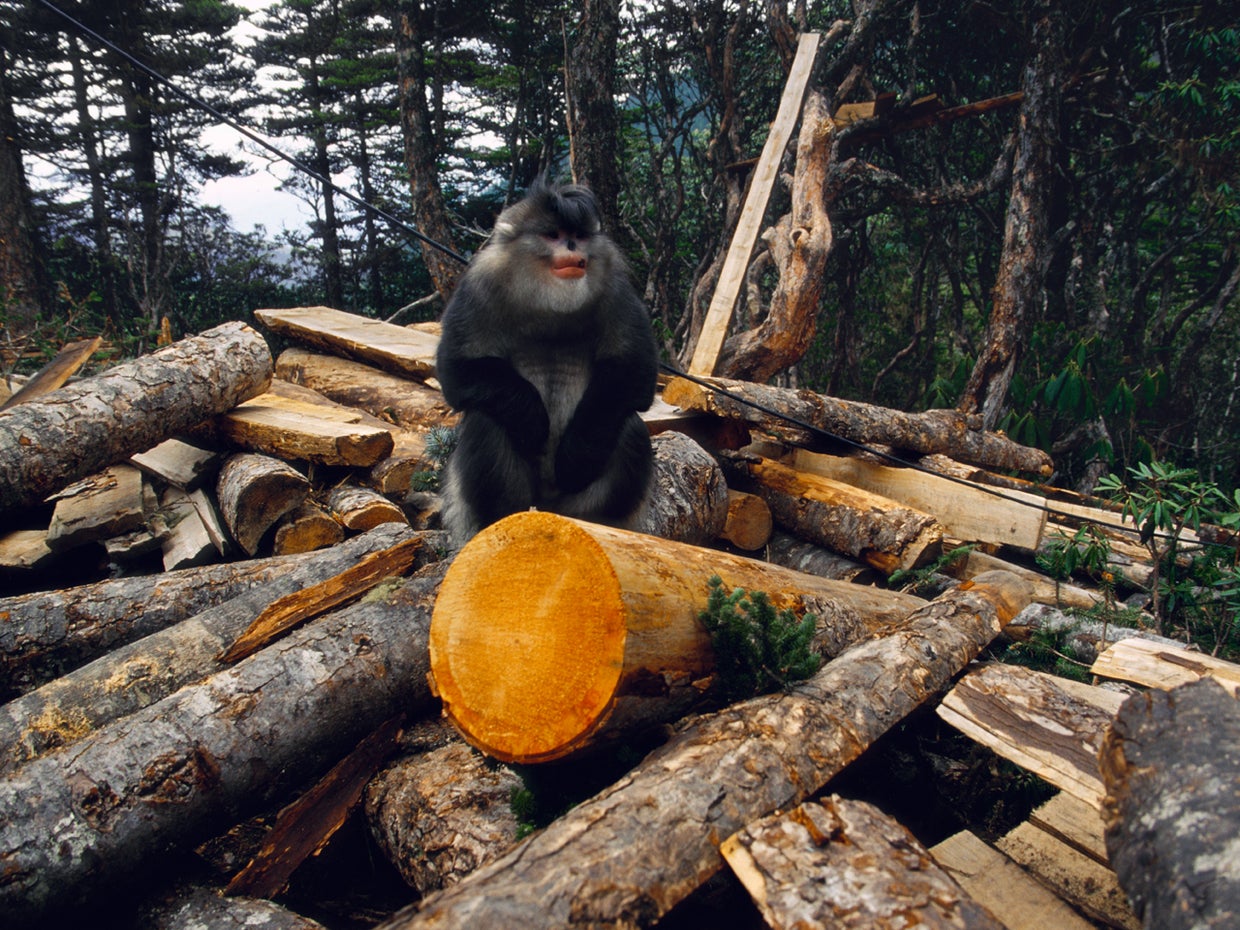 China's rare snubnosed monkeys CBS News