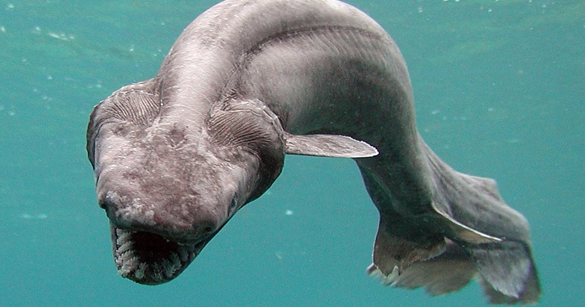 Rare "living fossil" shark caught in Australia CBS News