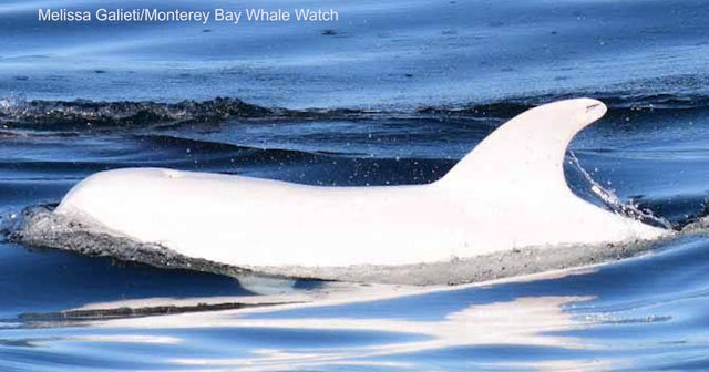 Rare sighting Pure white albino dolphin filmed in Monterey Bay CBS News