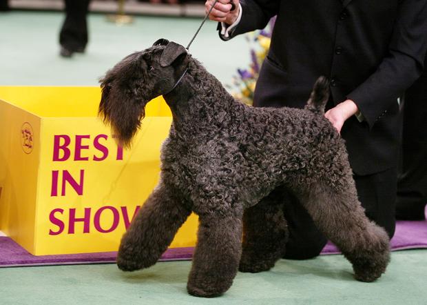 mini kerry blue terrier