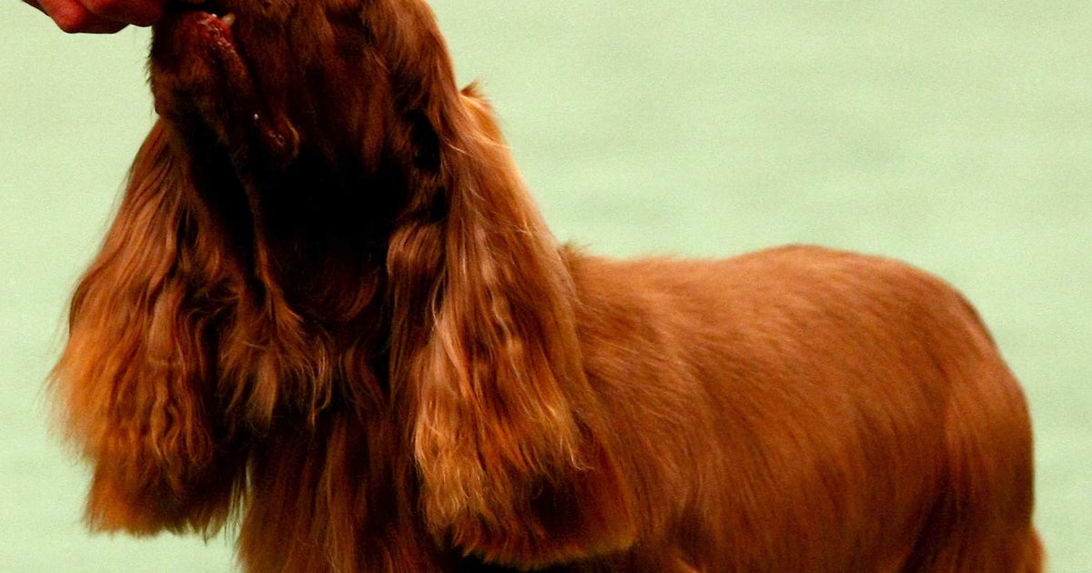 most endangered dog breeds