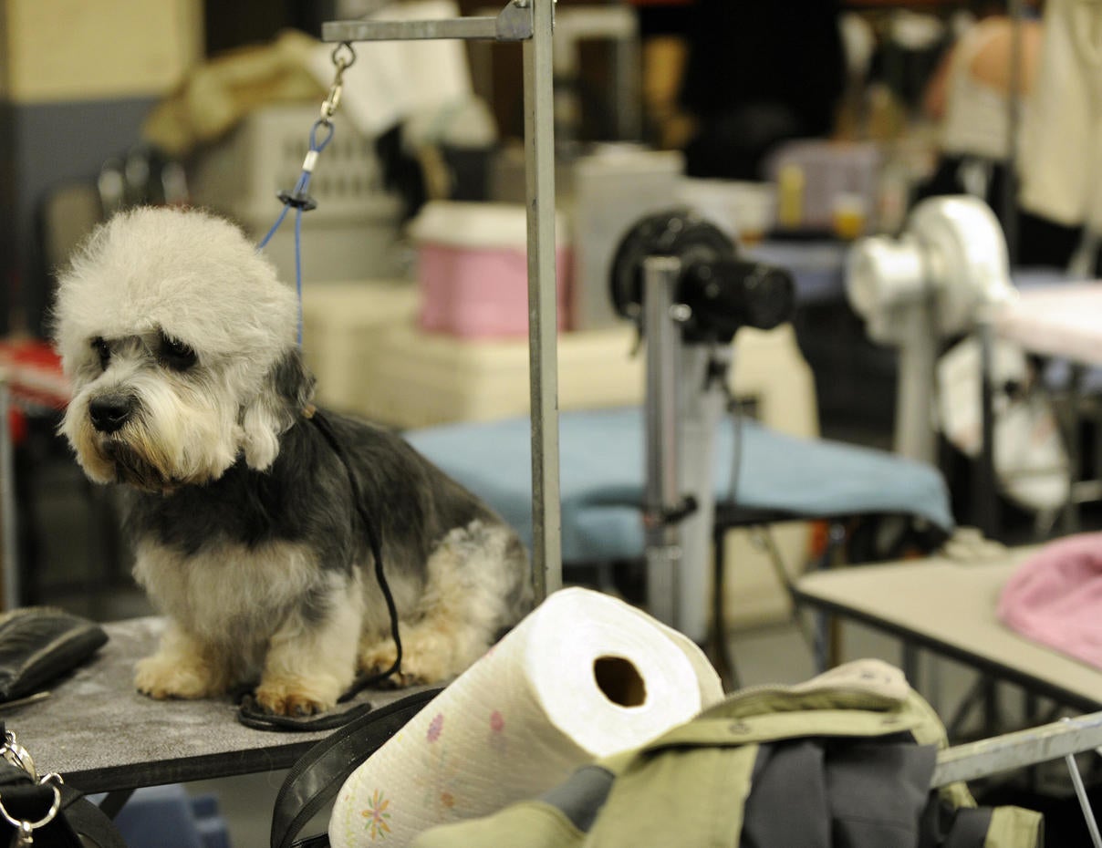 Disappearing dogs? 22 Disappearing Dog Breeds Pictures CBS News