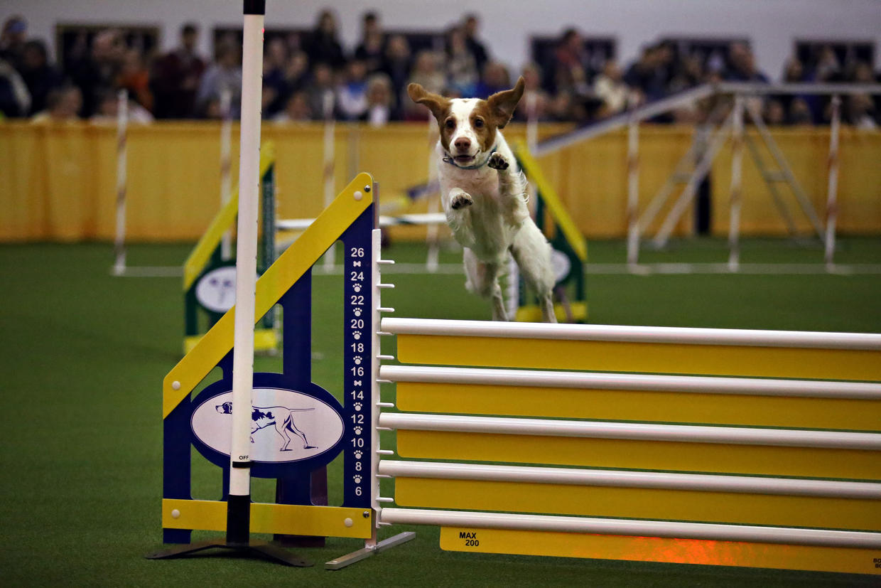 Westminster Kennel Club competition Dogs compete in the WKC agility