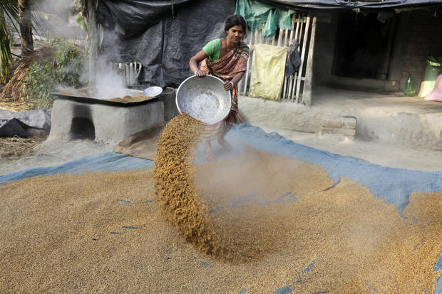 A woman spreads boiled paddy to dry outside her house at Dulki village in the Sundarbans 