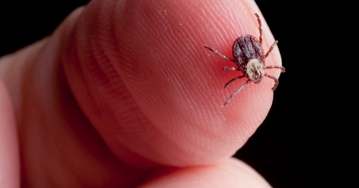 Untreated Lyme disease If it isn't caught early, the fallout can be