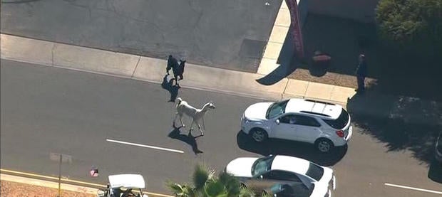 llamas.jpg