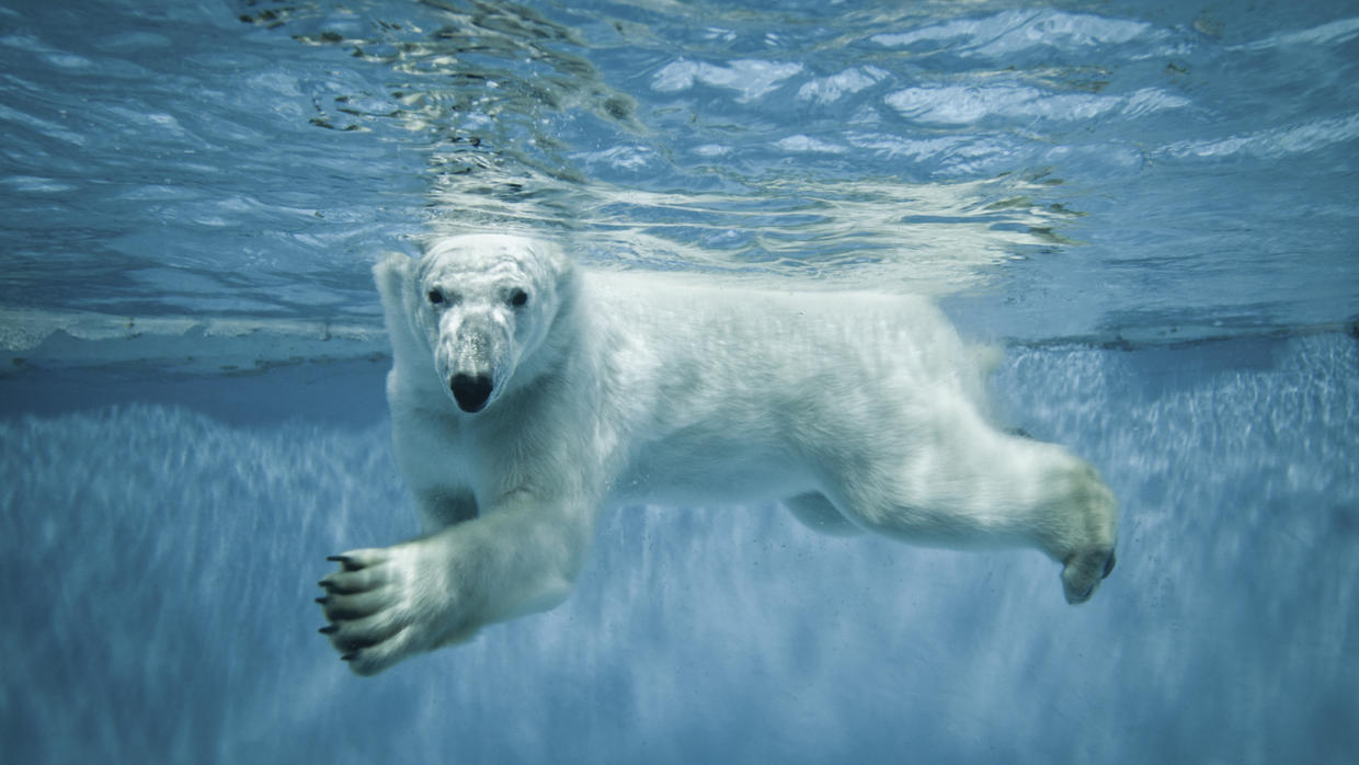 Polar bears could feel global warming's bite by 2025, study finds CBS