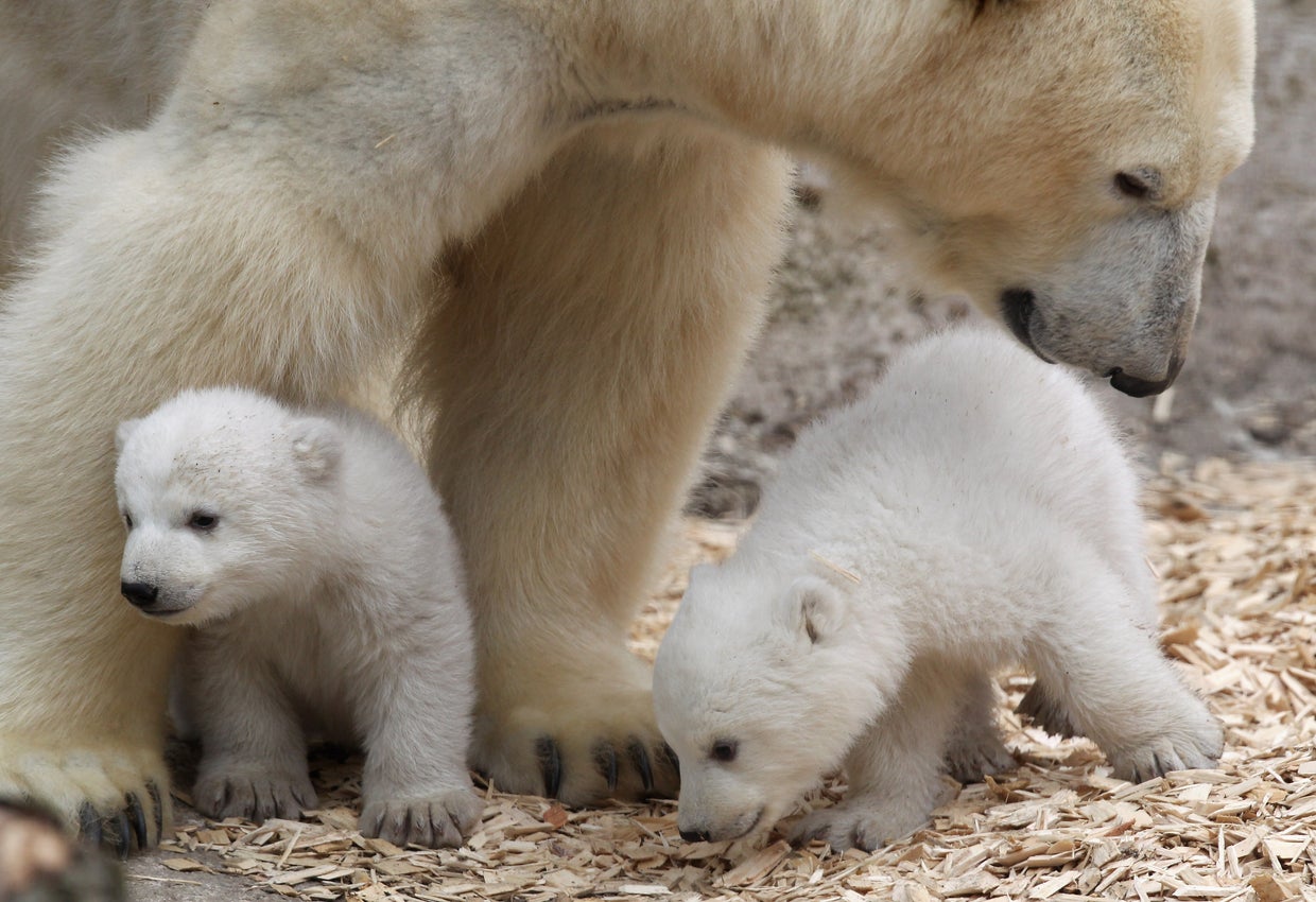 world celebrates international polar bear day for conservation