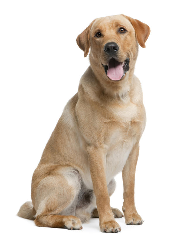 Homemade Dog Porn Lab - Top 10 dog breeds - Most popular dog breeds in the U.S. ...