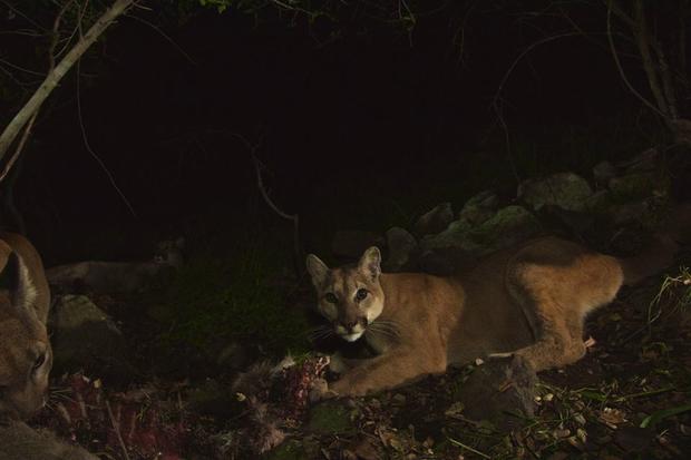 Big Cat Supper - Mountain Lion Cubs Caught On Camera - Pictures - CBS News