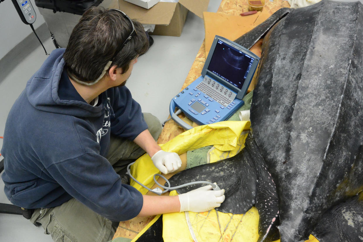 Yawkey - sea turtle rescue - 500 pound leatherback sea turtle rescued after washing ashore in ...