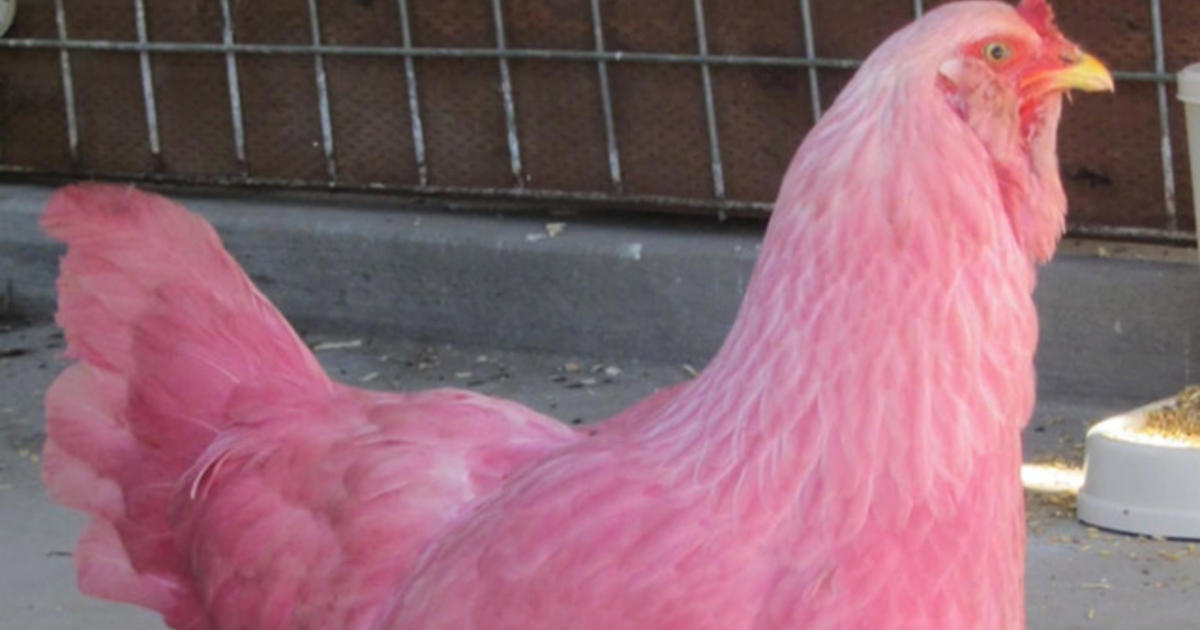 Розовая порода кур. Розовые куры Амераукана. Розовая курица. Розовая курица порода. Розовый породы кур.