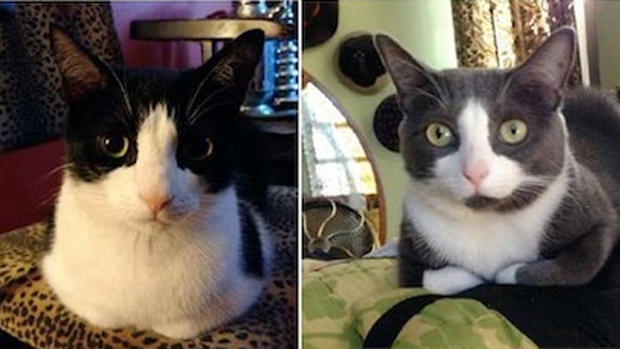 Sebastian, Kitty Cordelia: Found Cats 