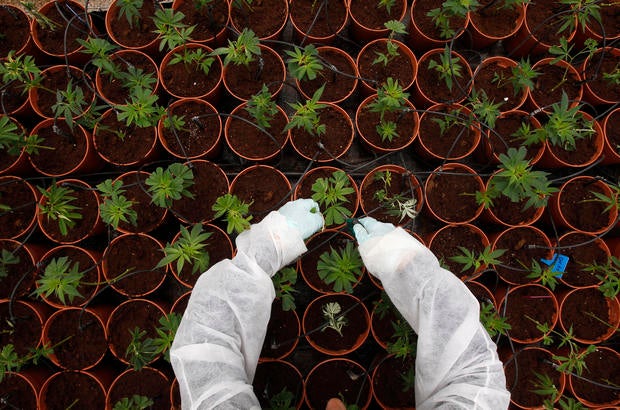 marijuanartr34j7q.jpg