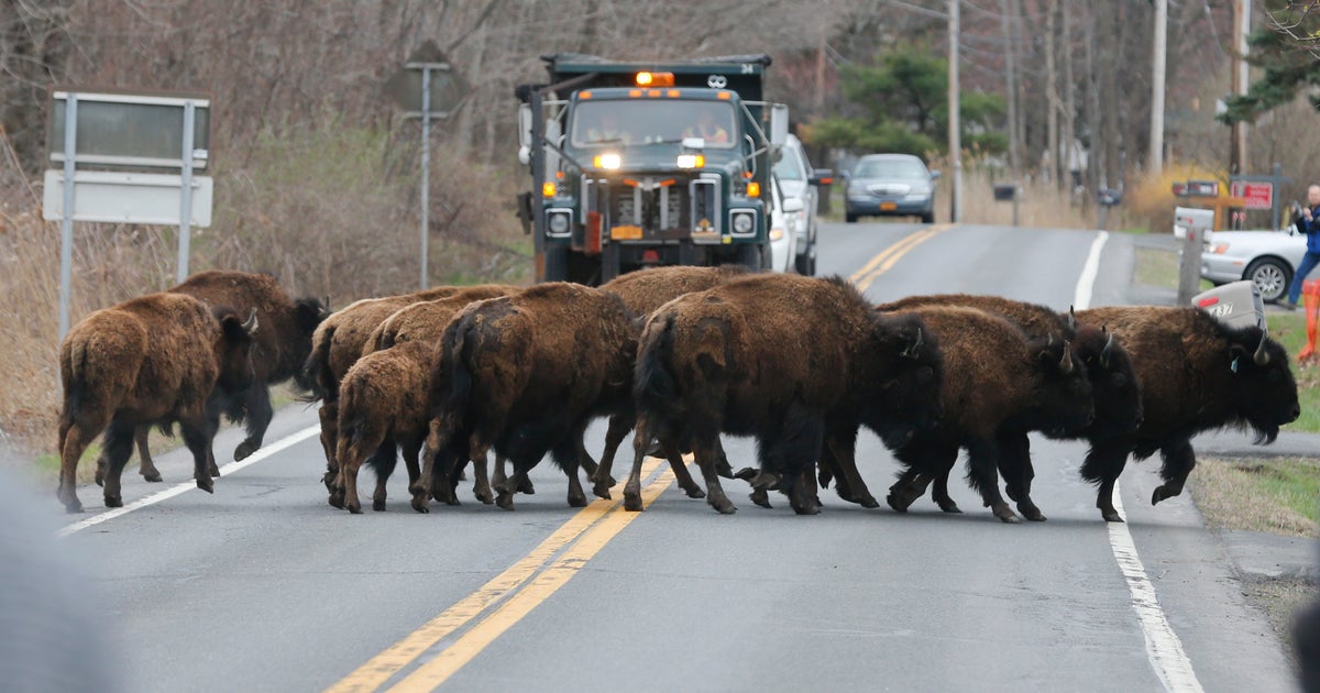 NY sheriff Killing of runaway bison was like the "Wild West" CBS News
