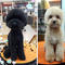 Hip to be square - Dogs in Taiwan take better selfies than you - CBS News