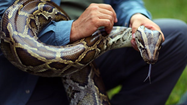 How do you find a Burmese python in the Everglades? - CBS News