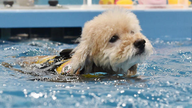 Dog Swimming 