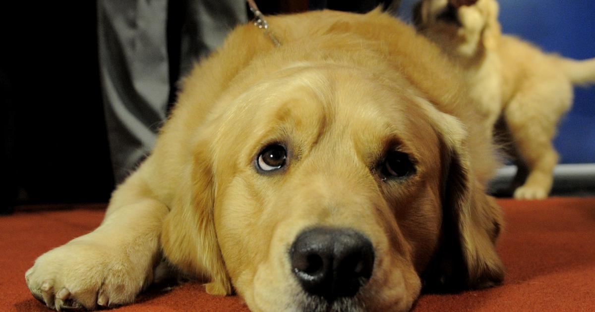 Golden Retrievers Studied For Clues About Cancer Cbs News