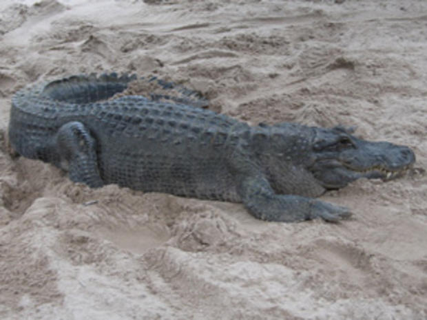 Alligator at Gator Park (credit: Randy Yagi) 