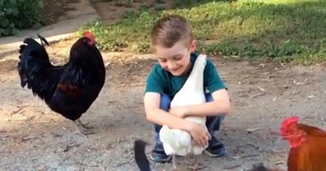 Skeptical chicken gives little boy a hug CBS News