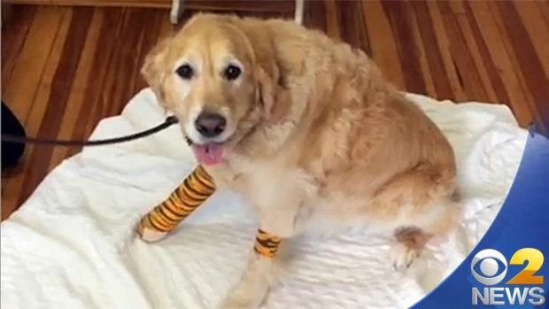 service-dog.jpg