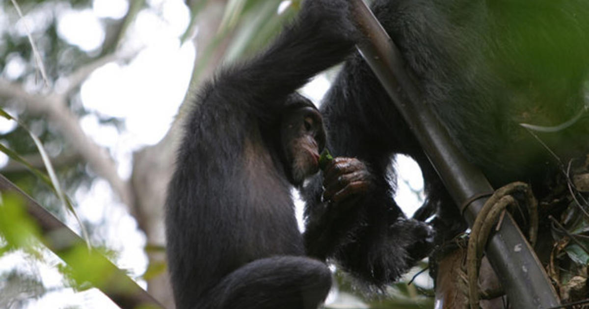 Chimps get drunk on palm wine - CBS News