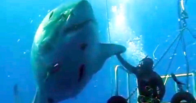 Scuba diver highfives massive great white shark CBS News