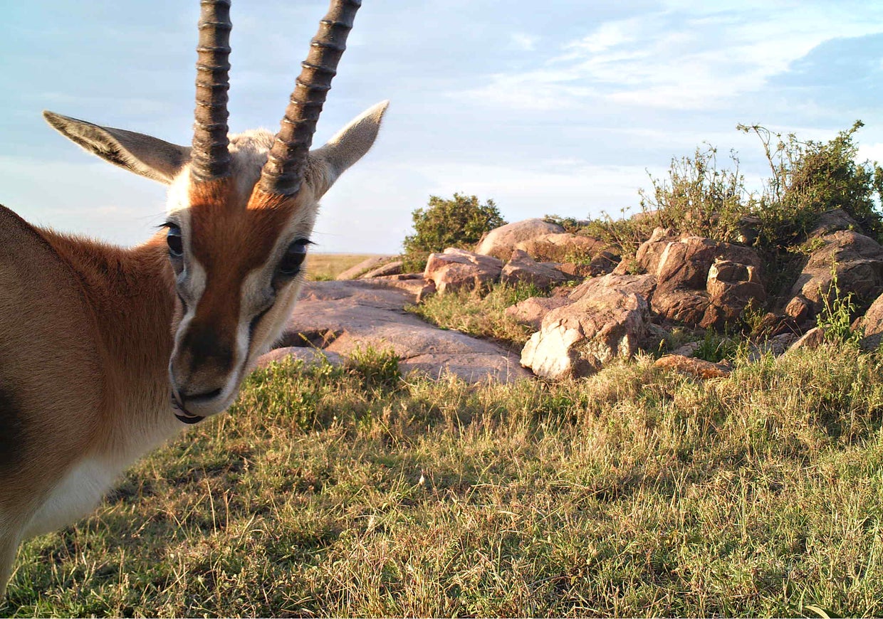 Up close and personal with Serengeti's elusive wildlife CBS News