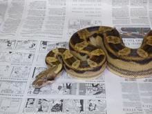 snake-5.jpg