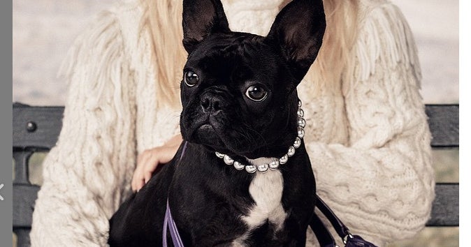 lady-gaga-dog-crop.jpg