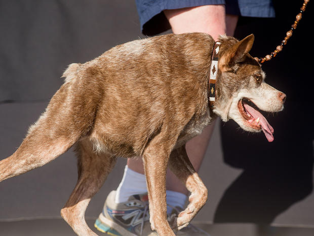 ugliest-dog-2015-ap809105623694.jpg 