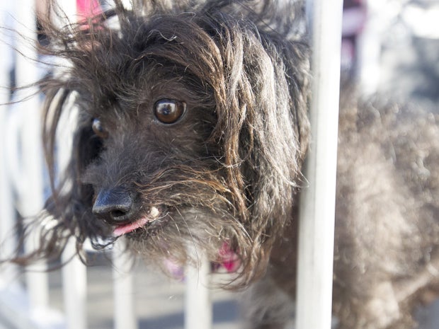 ugliest-dog-2015-478696326.jpg