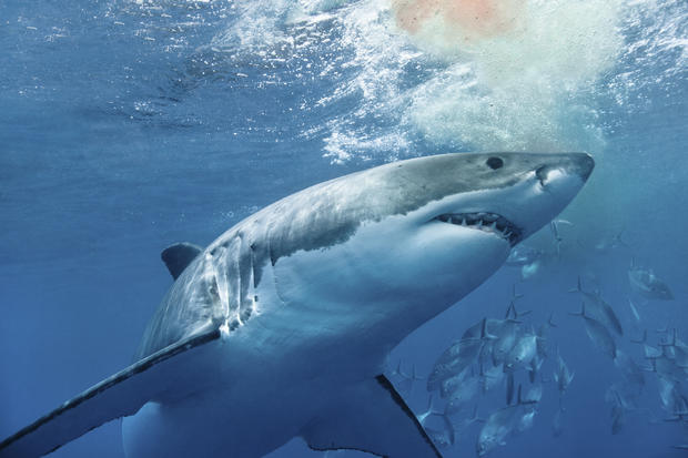 Shark safety tips: How to stay safe in the water 