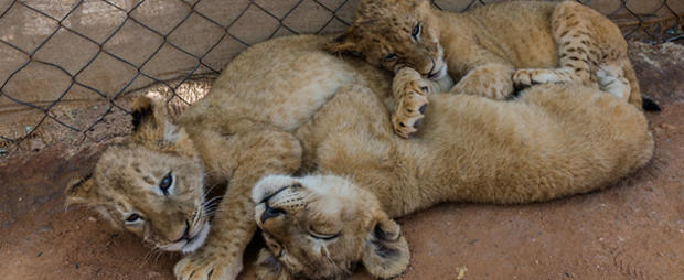 lions cage preserve 610 