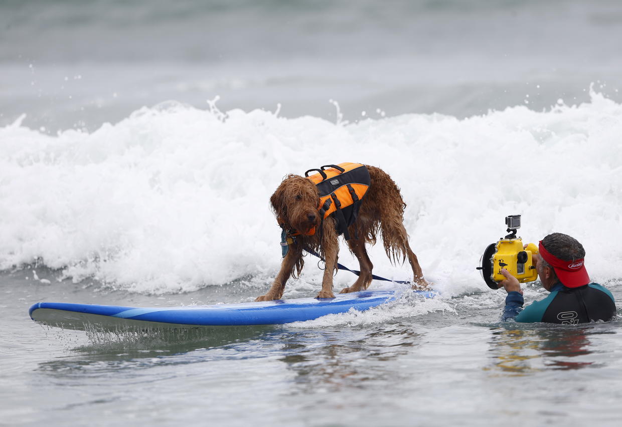 Серфинг для собак в Америке