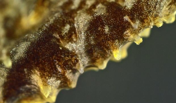 corythomantis-greeningi-spines.jpg