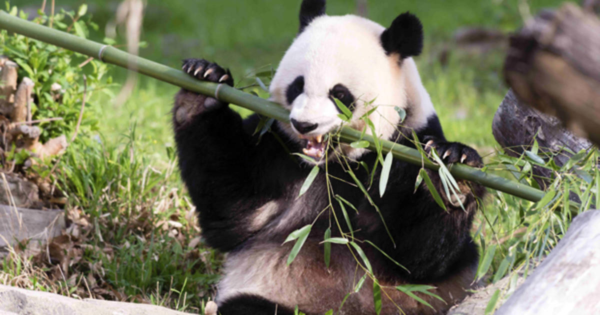 Panda Mei Xiang at Washington's National Zoo gives birth to two cubs