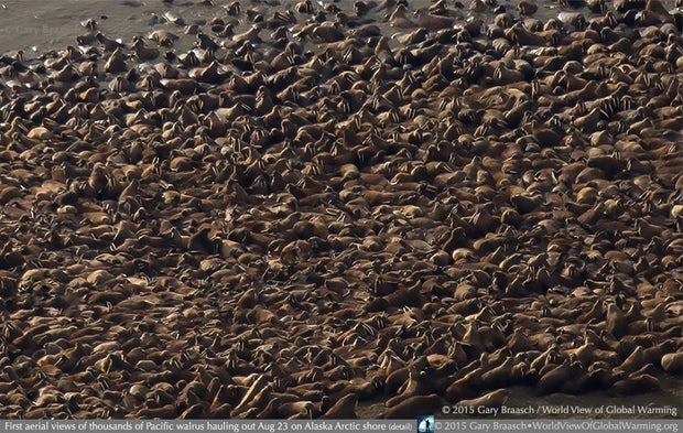 climate change walruses 