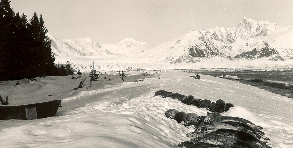 Melting glaciers of Alaska