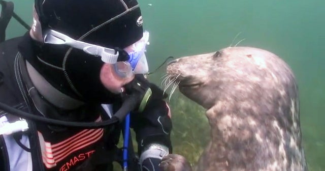 Diver has an unbelievable encounter with a friendly seal CBS News