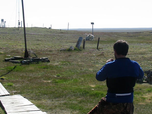 A man watches as two polar bears lumber near a remote weather station on Russia's far north island of Vaygach