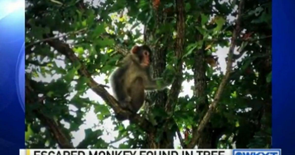 Monkey in the middle of police pursuit in Kentucky; macaque was up a