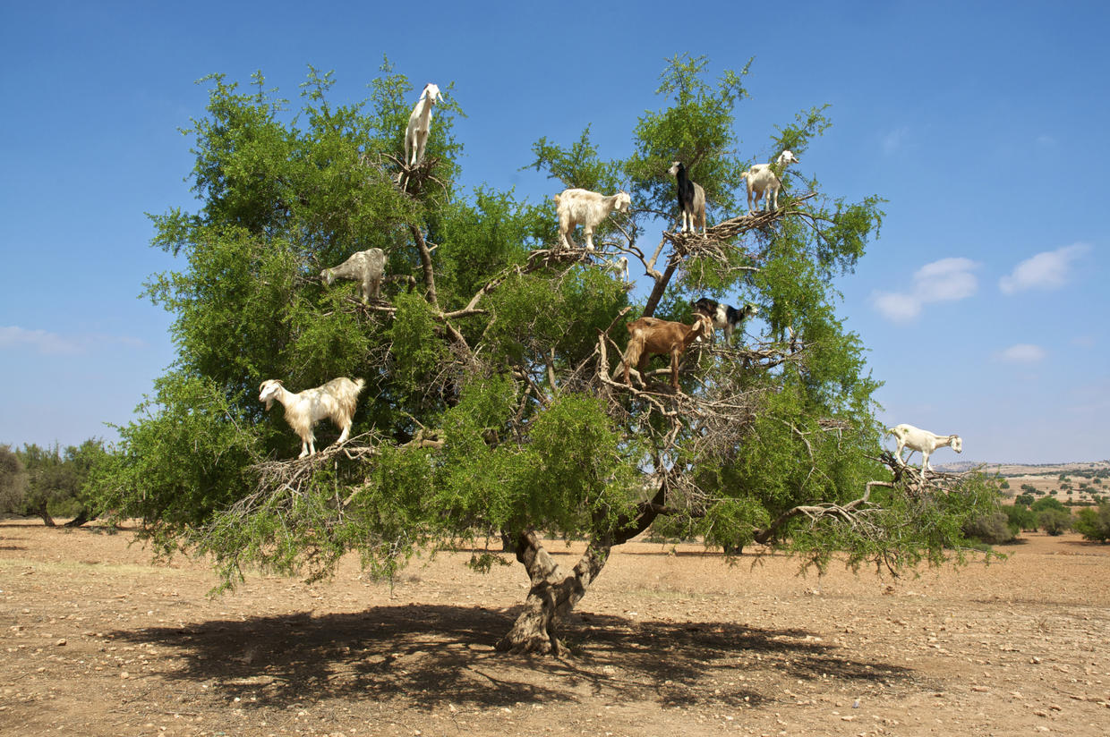 The poop of these Moroccan tree goats produces pricey argan oil - CBS News