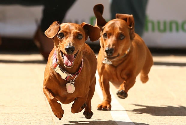 dachshund dash