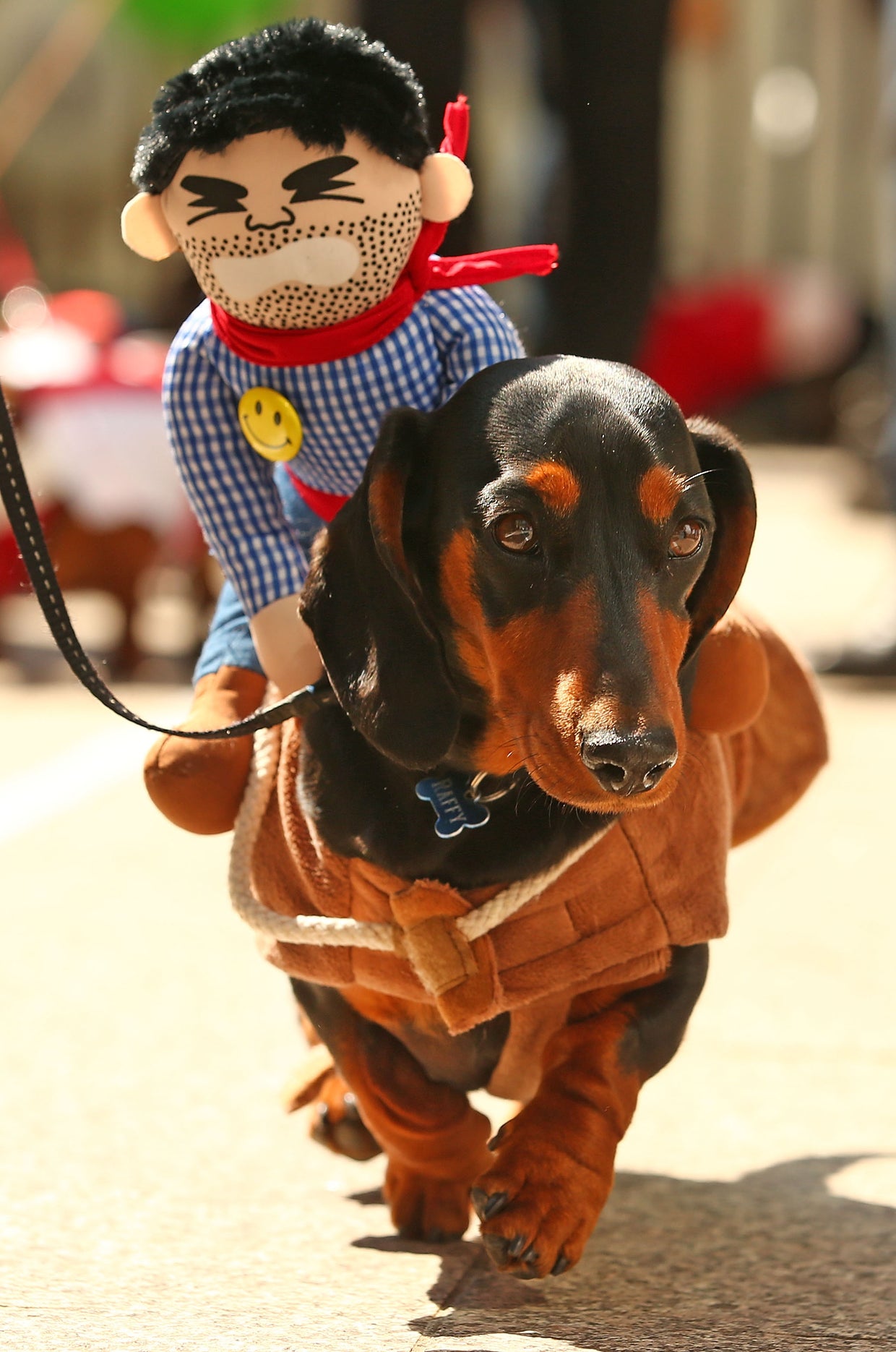 Dachshund dash inaugural Running of the Wieners Race in Melbourne
