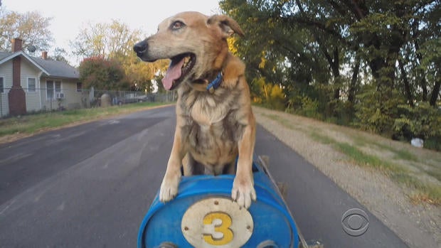 en1002hartmandogs04.jpg