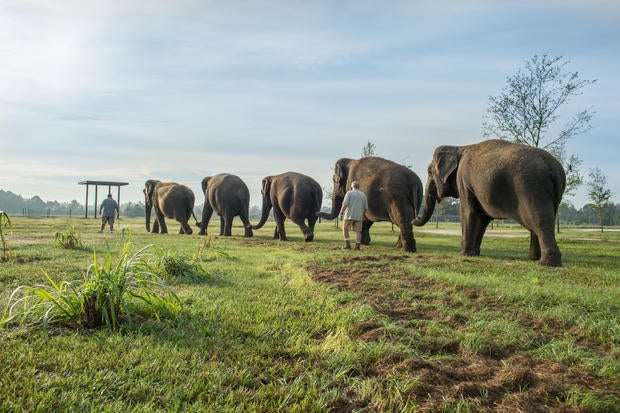 elephants2.jpg