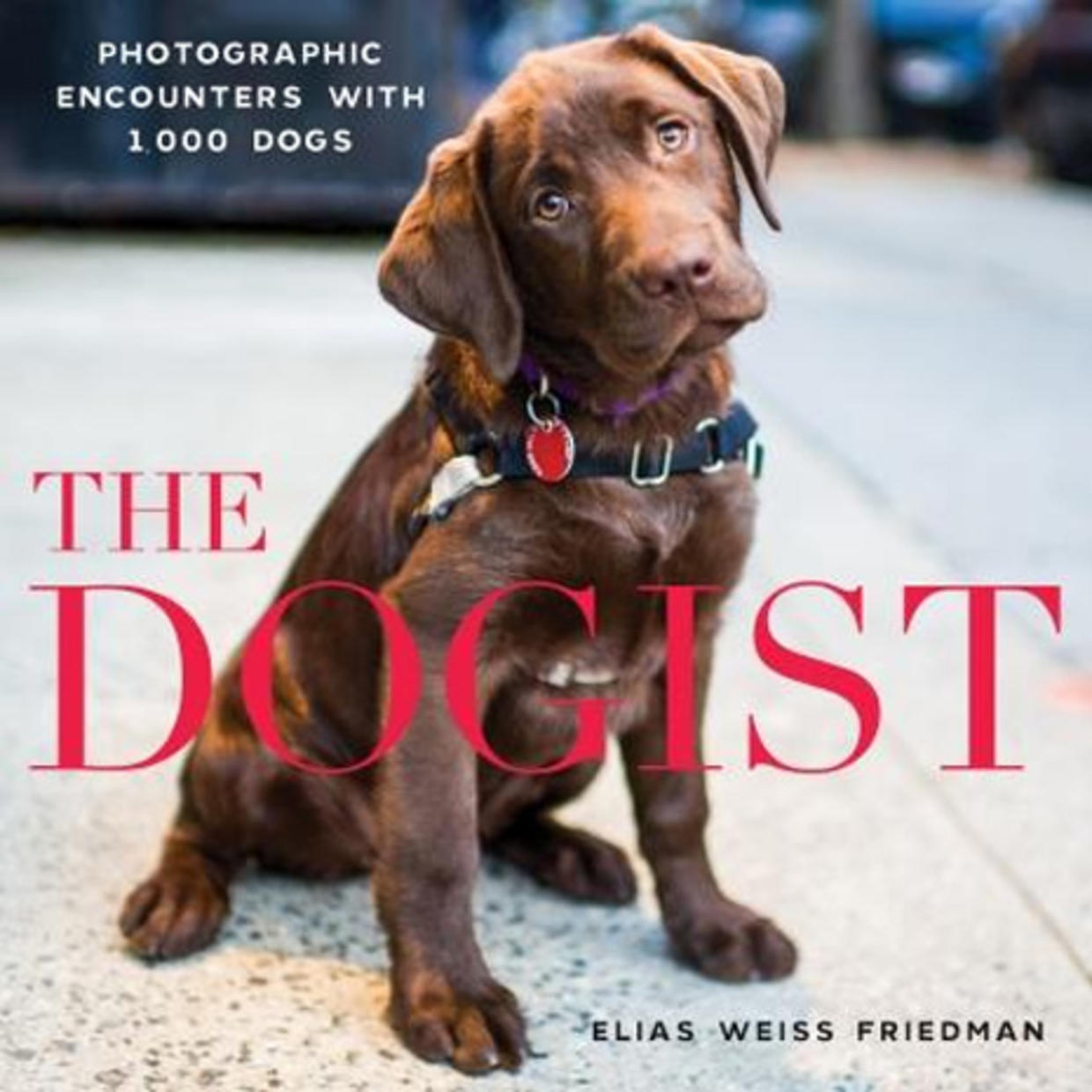 Pet Portraits By The Dogist