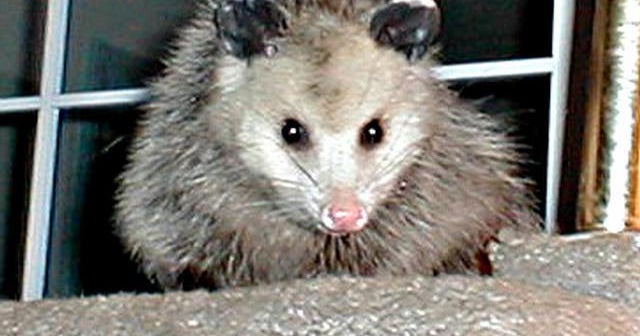 Cops South Carolina couple calls 911 to report possums jumping out of